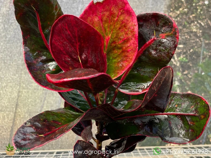 Croton-Red-Apple2