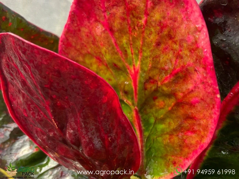 Croton-Red-Apple3