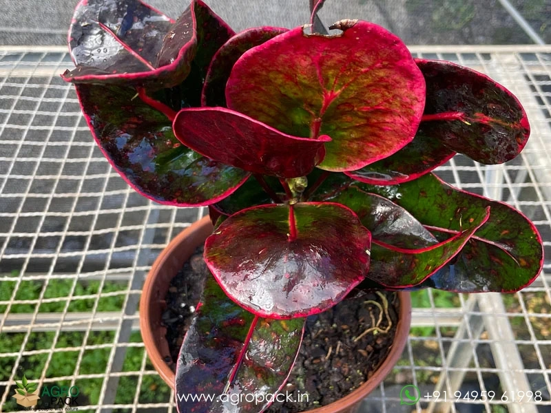 Croton-Red-Apple4
