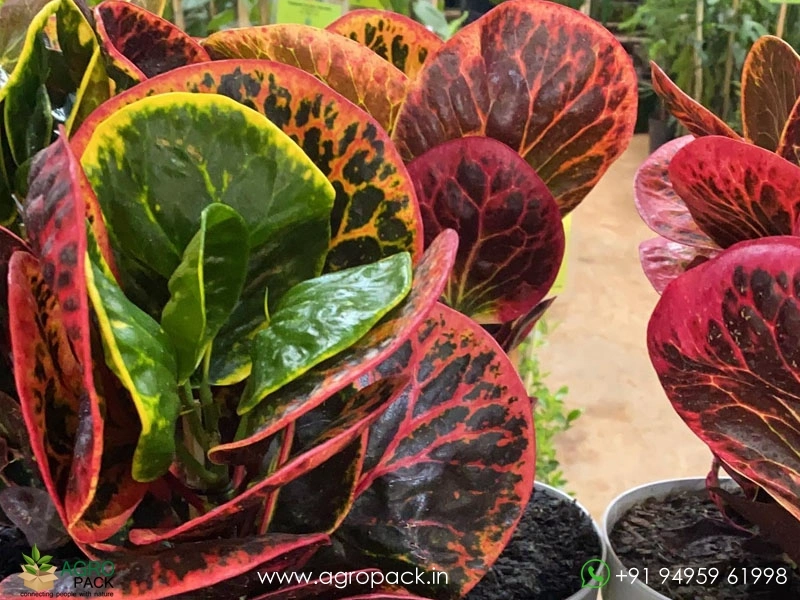 Croton-Red-Apple5