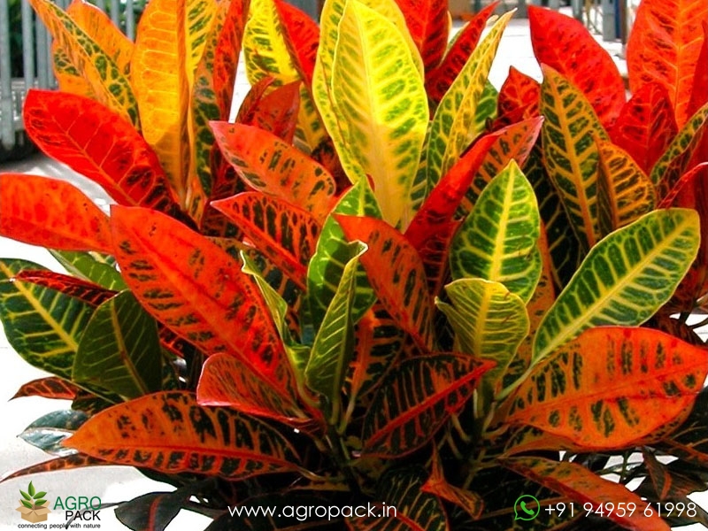 Croton-Variegatum-Petra1