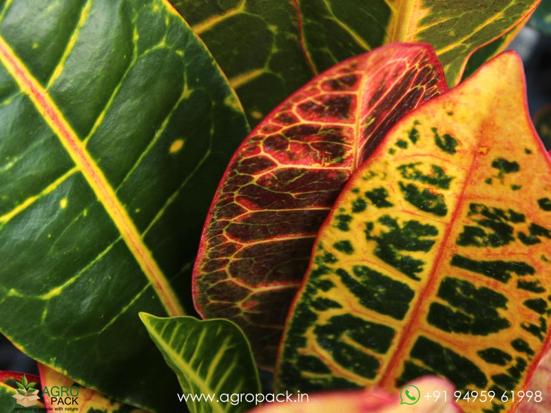 Croton-Variegatum-Petra2