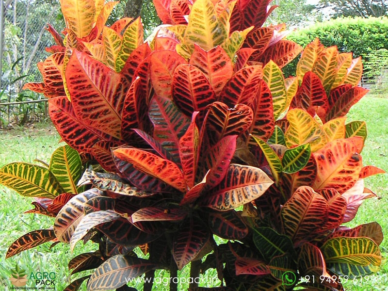 Croton-Variegatum-Petra3