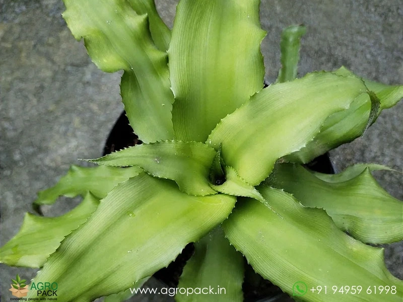 Cryptanthus-Acaulis-Jade1