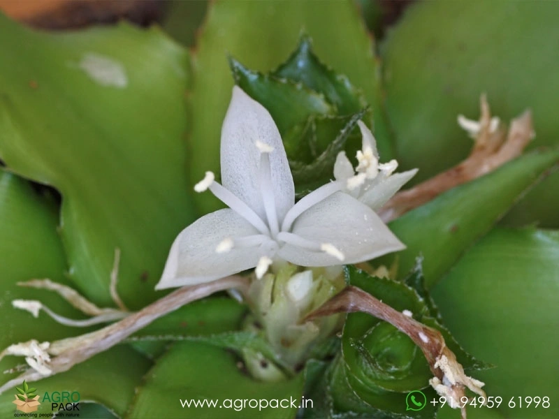 Cryptanthus-Acaulis-Jade2