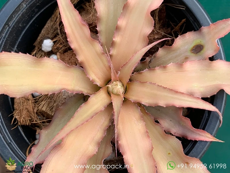 Cryptanthus-Acaulis-Var-Ruber-Plant1