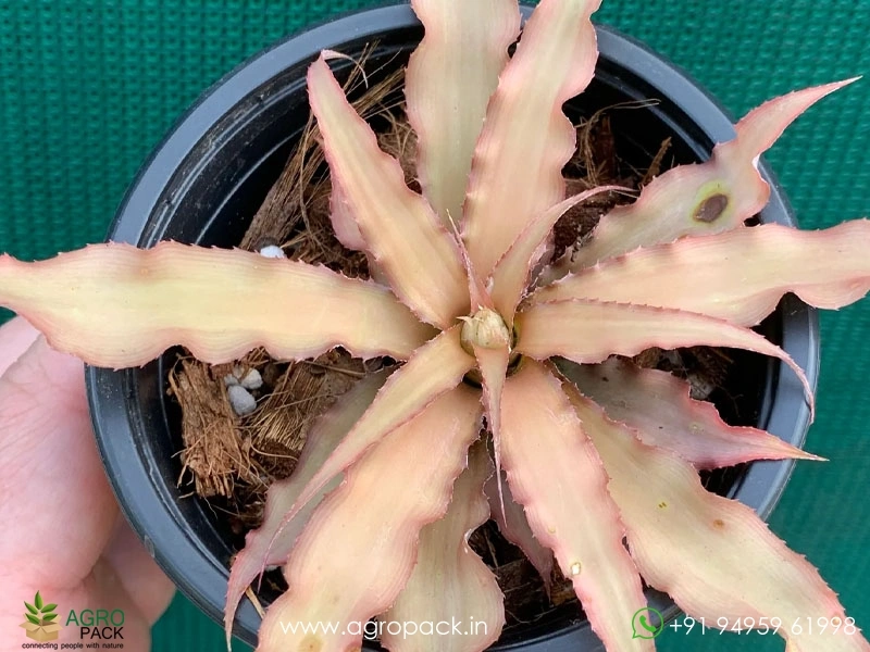 Cryptanthus-Acaulis-Var-Ruber-Plant2