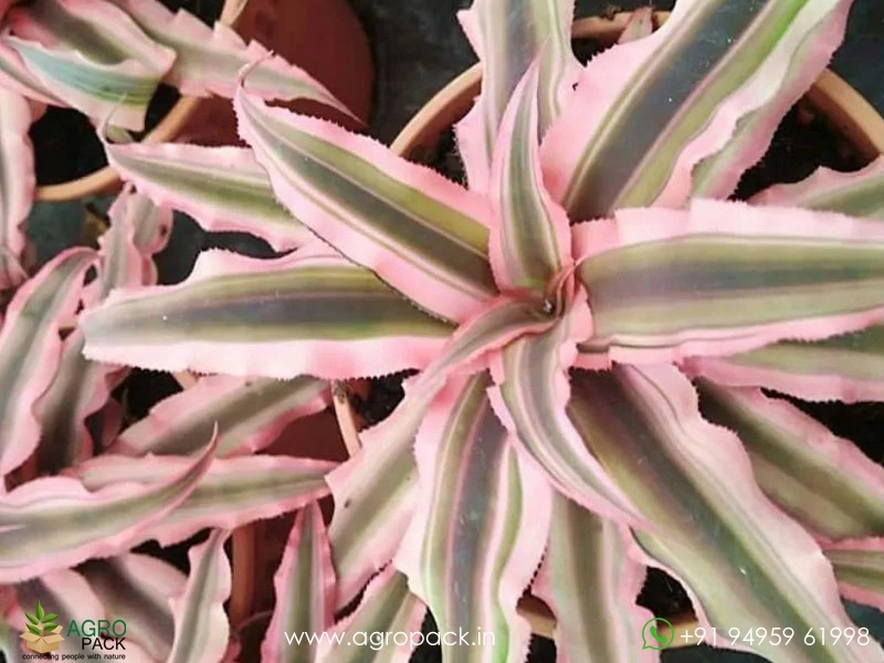 Cryptanthus-Bivittatus-Pink-Starlite1