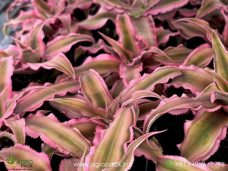 Cryptanthus-Bivittatus-Pink-Starlite3