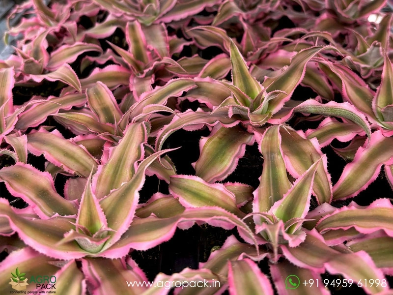 Cryptanthus-Bivittatus-Pink-Starlite4
