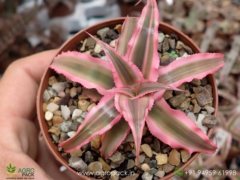 Cryptanthus-Bivittatus-Pink-Starlite5