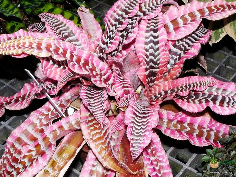 Cryptanthus-Elaine2