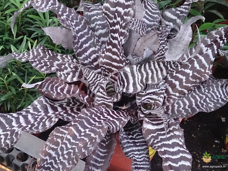 Cryptanthus-zonatus1