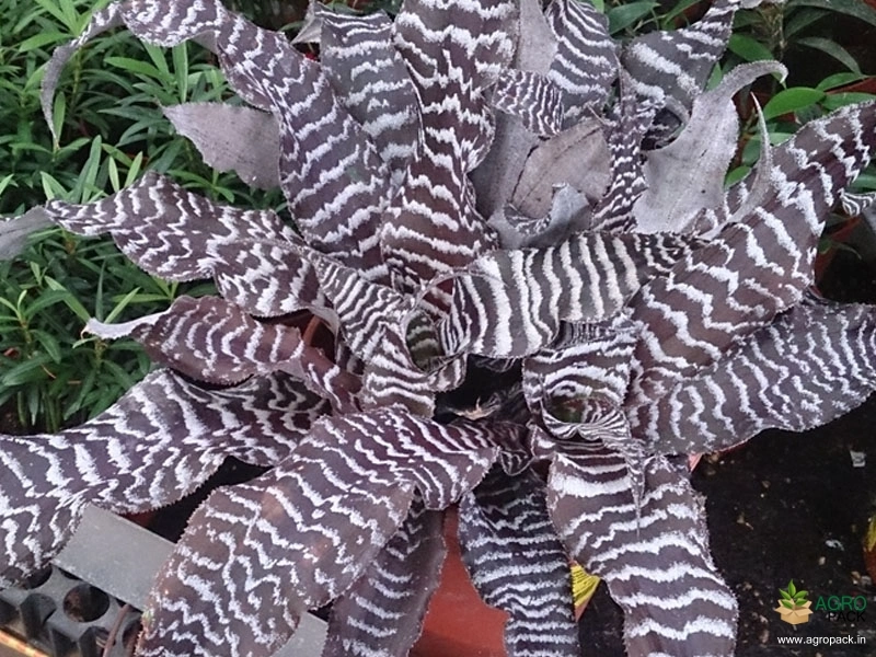 Cryptanthus-zonatus1