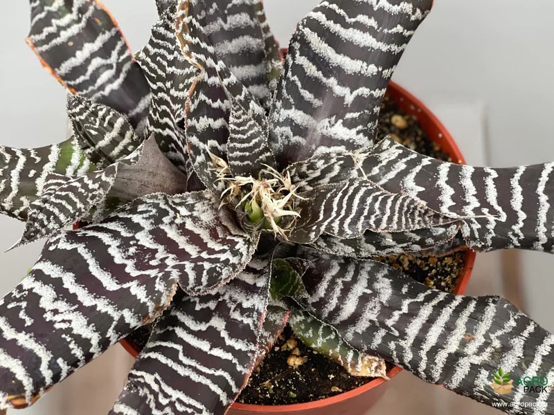 Cryptanthus-zonatus2