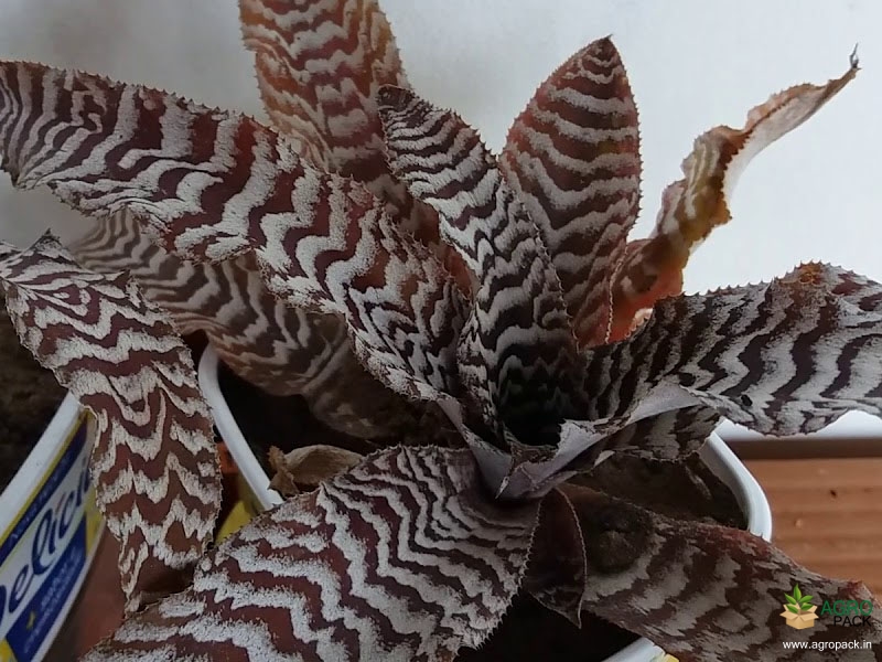 Cryptanthus-zonatus3