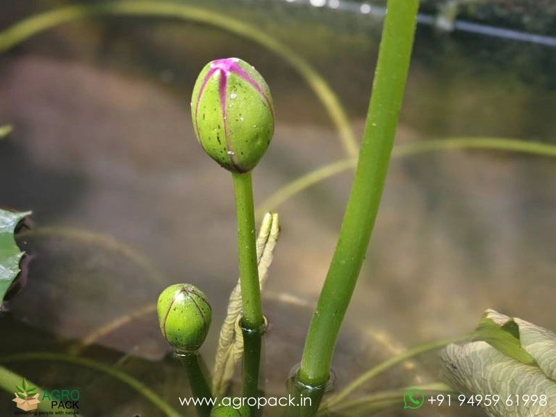 Cup-Shaped-Australian-Water-Lily1
