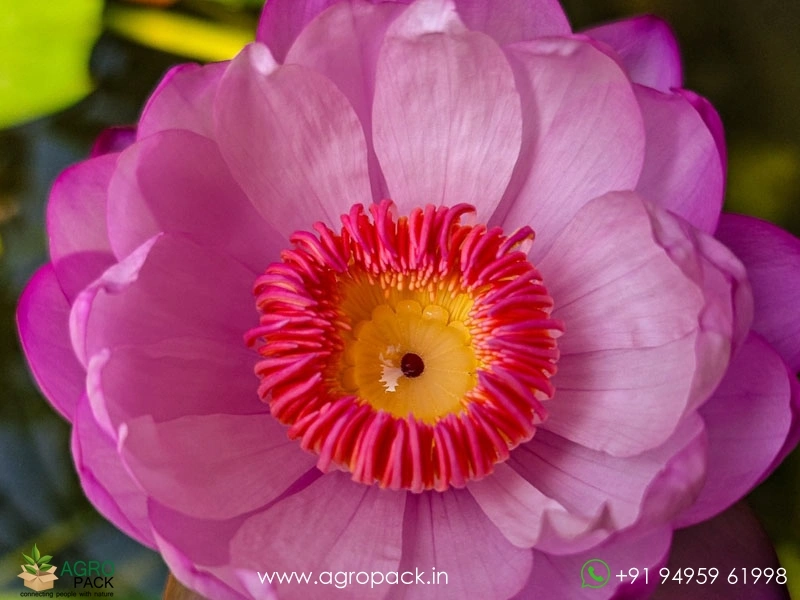 Cup-Shaped-Australian-Water-Lily2
