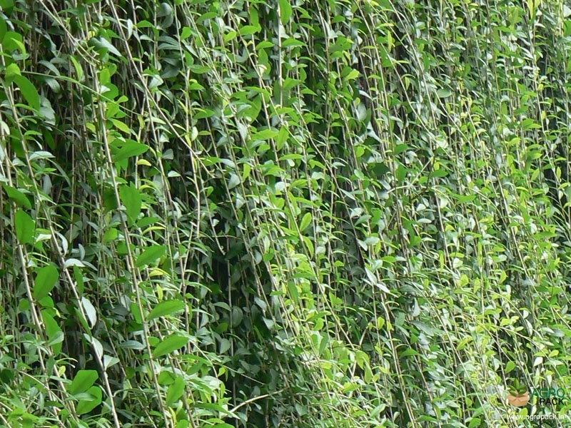 Curtain-Plant1