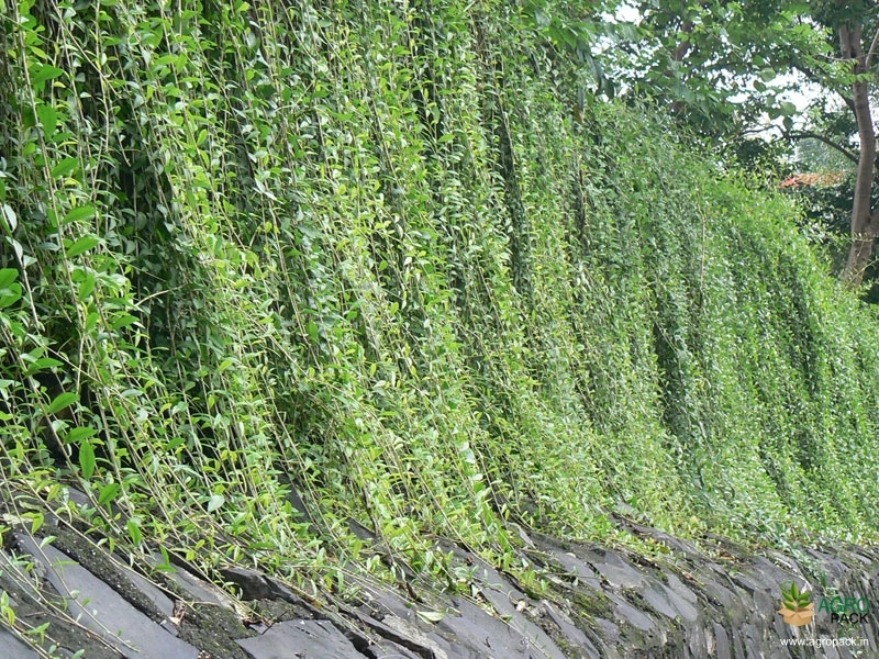 Curtain-Plant2