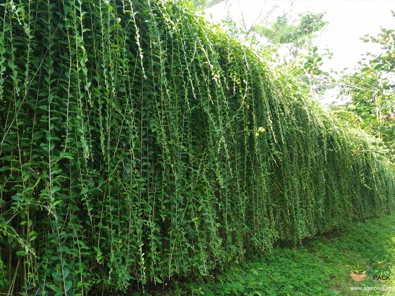 Curtain-Plant4
