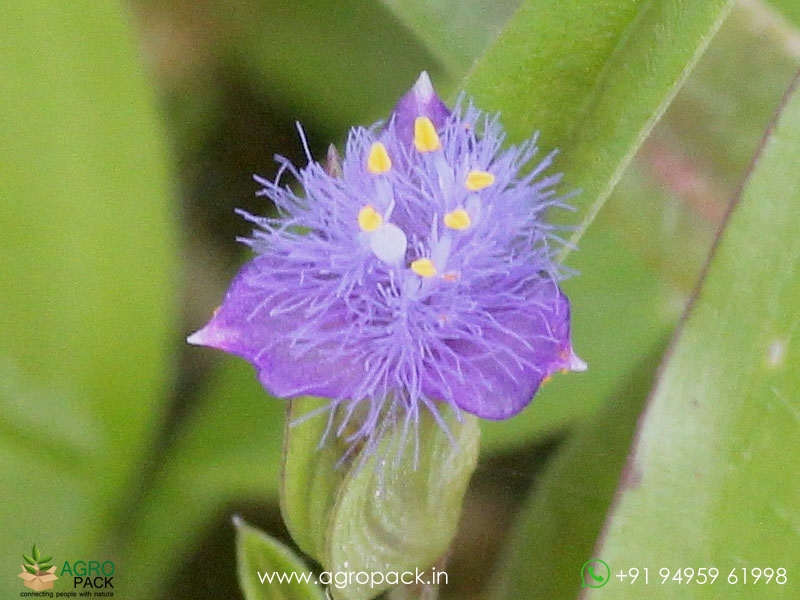 Cyanotis-axillaris1
