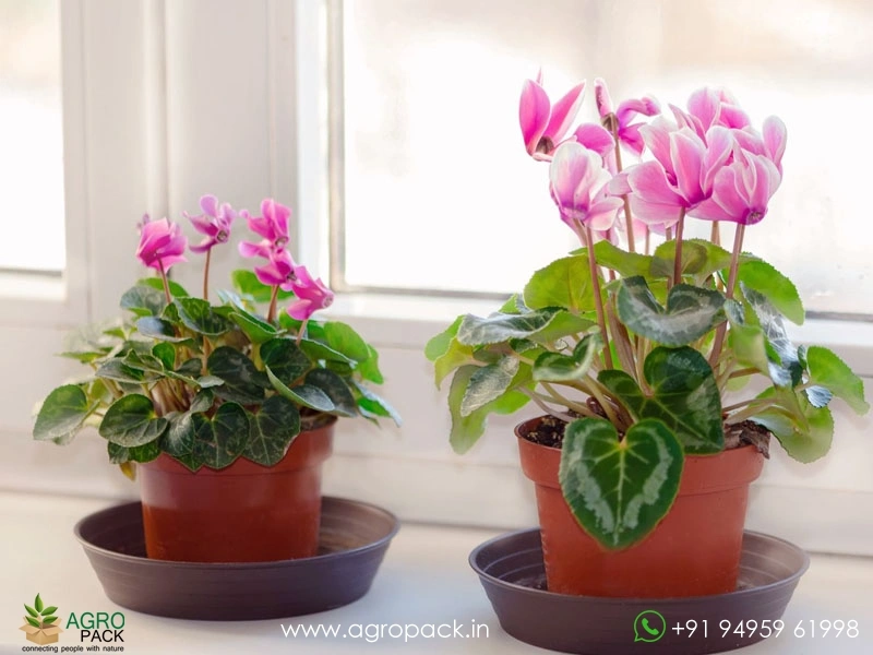 Cyclamen2
