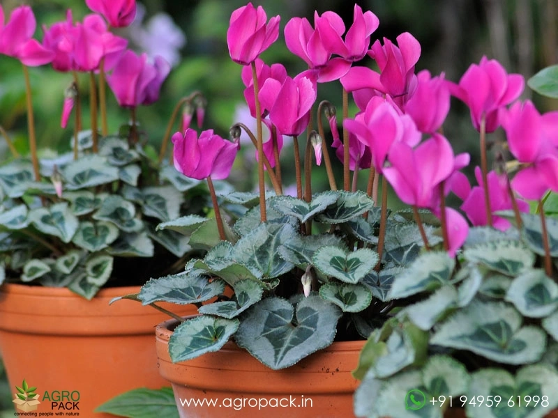Cyclamen3