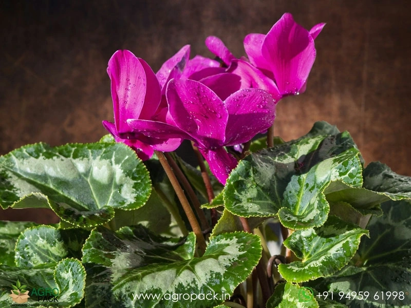 Cyclamen4