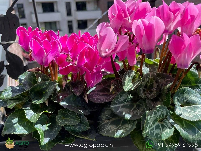Cyclamen5