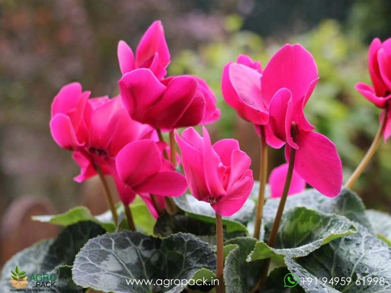 Cyclamen6