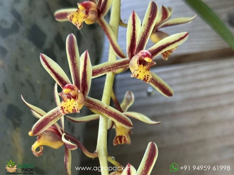 Cymbidium-Bicolor-Orchid1