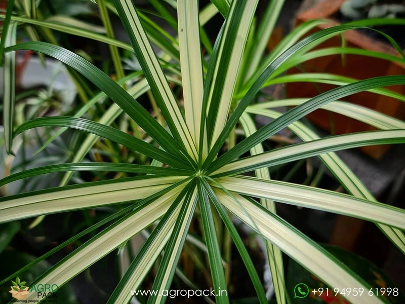 Cyperus-Alternifolius-Variegated-Umbrella-Grass1
