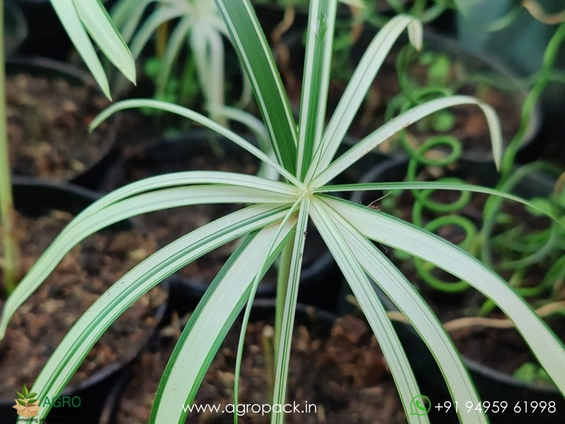 Cyperus-Alternifolius-Variegated-Umbrella-Grass2