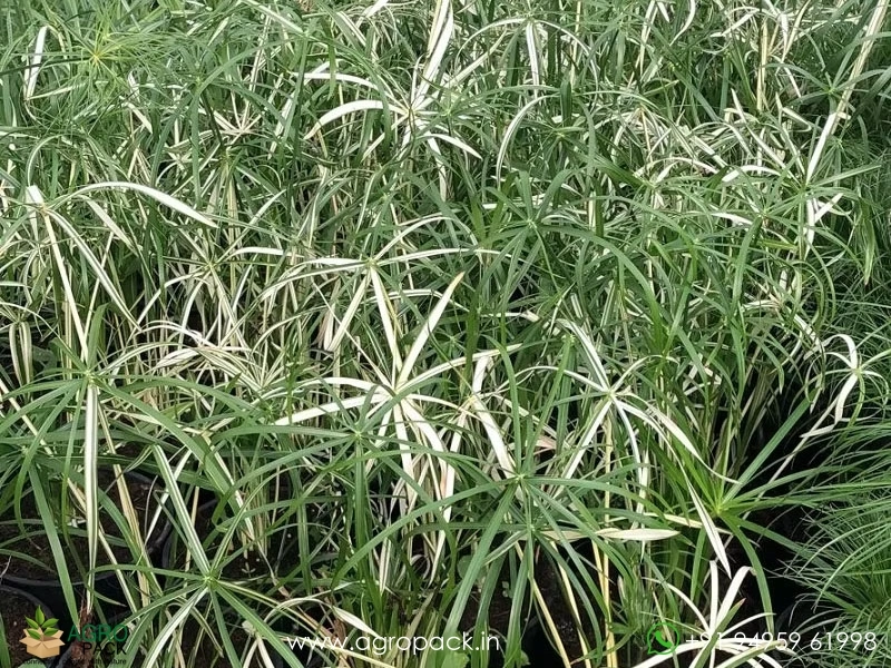 Cyperus-Alternifolius-Variegated-Umbrella-Grass3