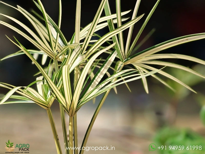 Cyperus-Alternifolius-Variegated-Umbrella-Grass4