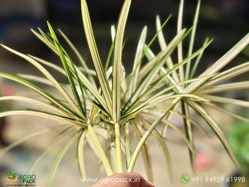 Cyperus-Alternifolius-Variegated-Umbrella-Grass5