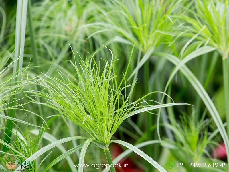Cyperus-Dwarf-Egyptian-Papyrus1