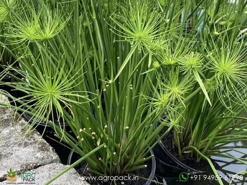 Cyperus-Dwarf-Egyptian-Papyrus3