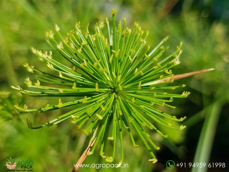 Cyperus-Dwarf-Egyptian-Papyrus4