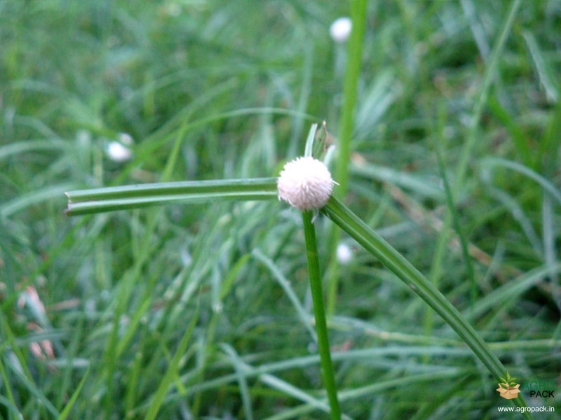 Cyperus-Rotundus1