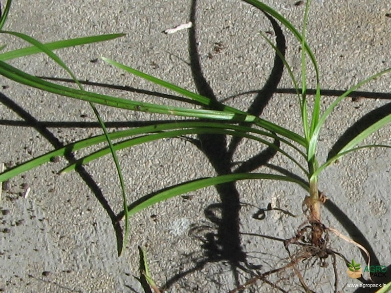 Cyperus-Rotundus3