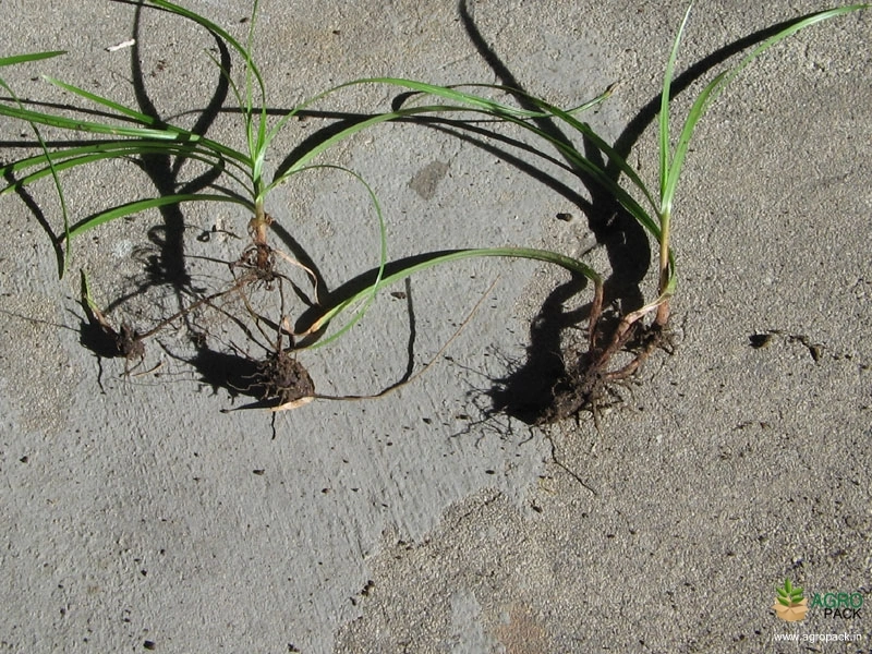 Cyperus-Rotundus4