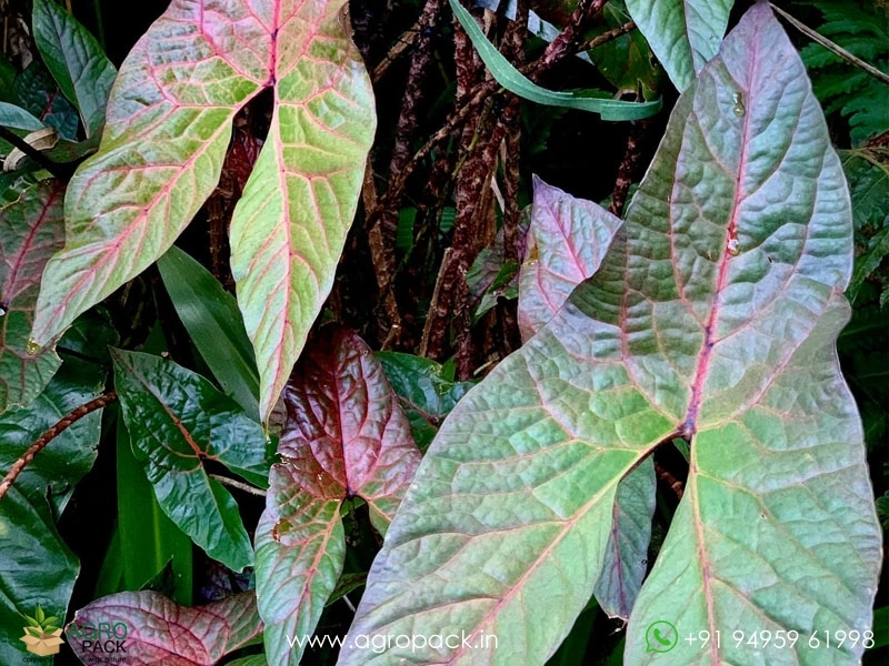 Cyrtosperma-Johnstonii1