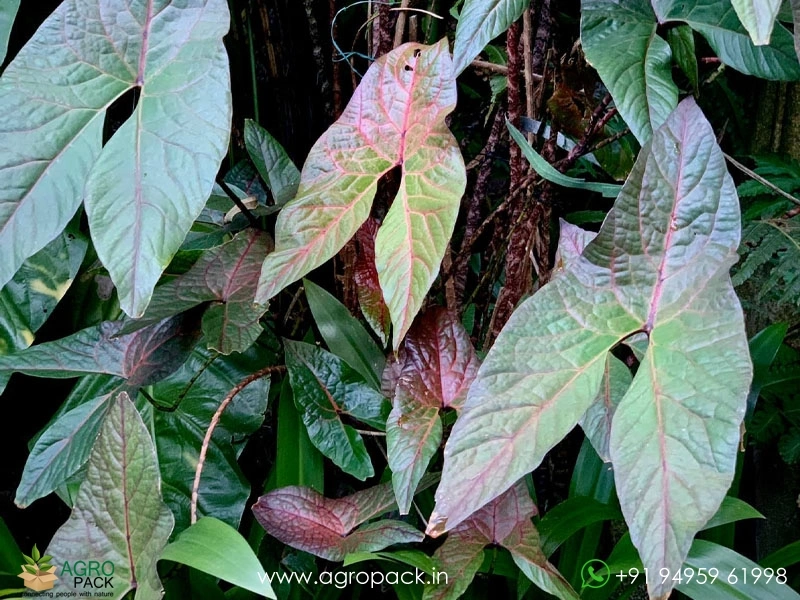 Cyrtosperma-Johnstonii2