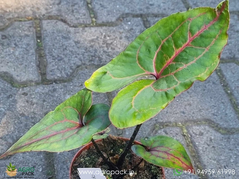 Cyrtosperma-Johnstonii6