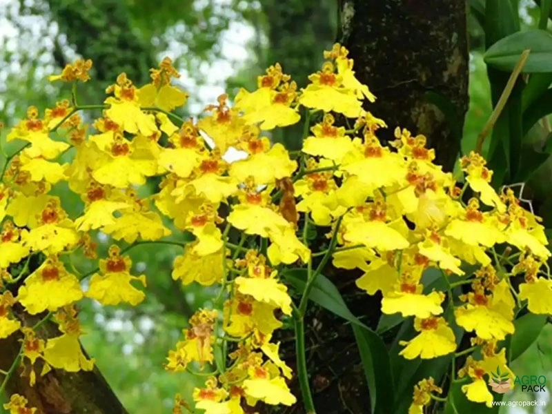 Dancing-Lady-Orchid1