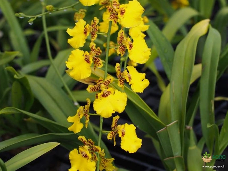 Dancing-Lady-Orchid4