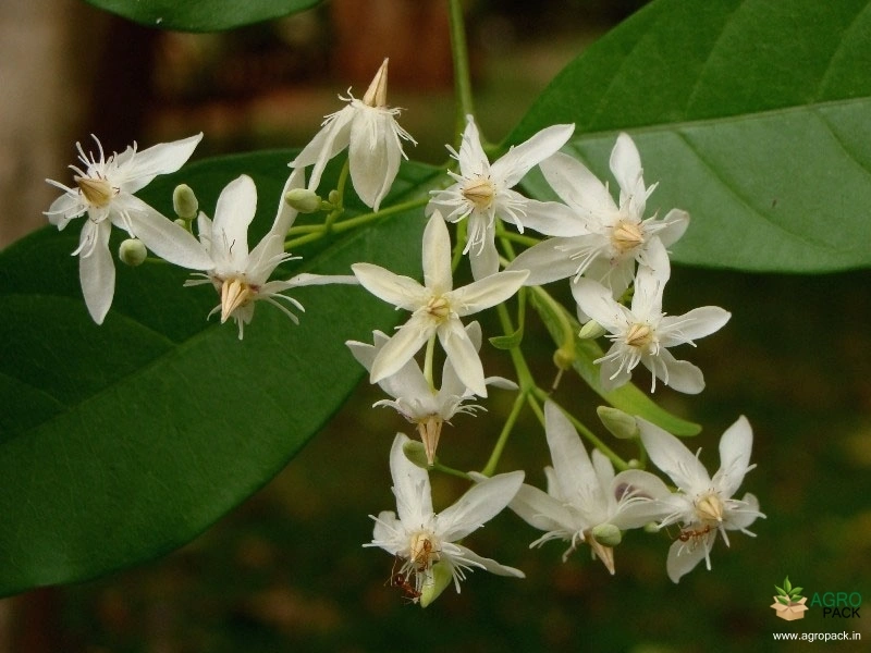 Dandapala1