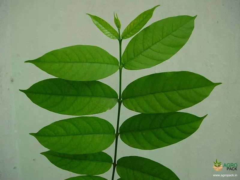 Dandapala2